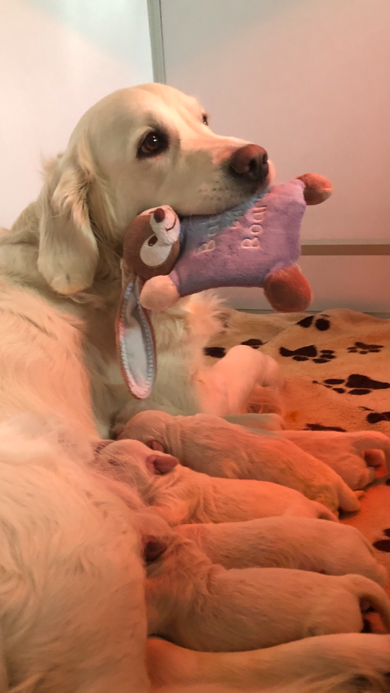 Chiot Golden Retriever Du Pays Des Neiges Eternelles